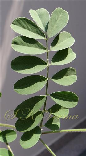  Leaf